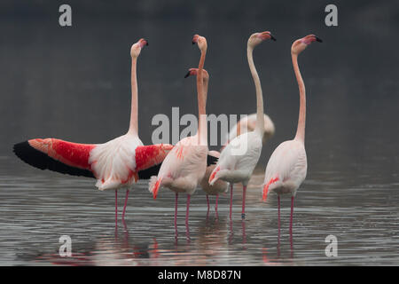 Groep blatsende Flamingo's; Gruppe von displying Greater Flamingo Stockfoto