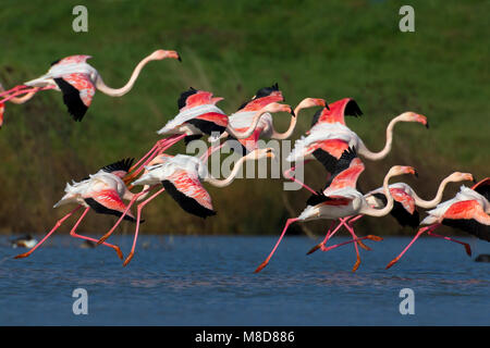 Flamingos in de Vlucht; Flamingos im Flug Stockfoto