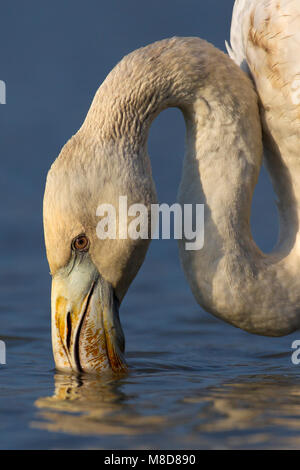 Onvolwassen Flamingo close-up; unreif Greater Flamingo Nahaufnahme Stockfoto