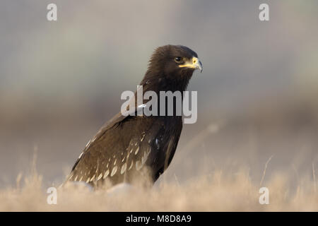 Onvolwassen Bastaardarend in zit; unreif Greater Spotted Eagle gehockt Stockfoto