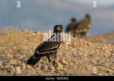 Onvolwassen Bastaardarend in zit; unreif Greater Spotted Eagle gehockt Stockfoto