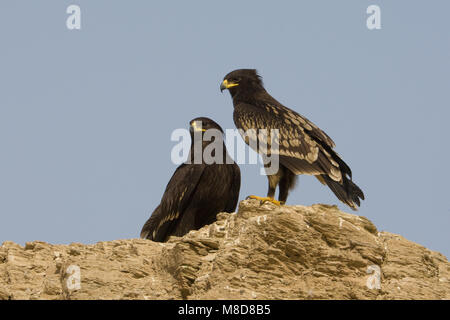 Onvolwassen Bastaardarend in zit; unreif Greater Spotted Eagle gehockt Stockfoto