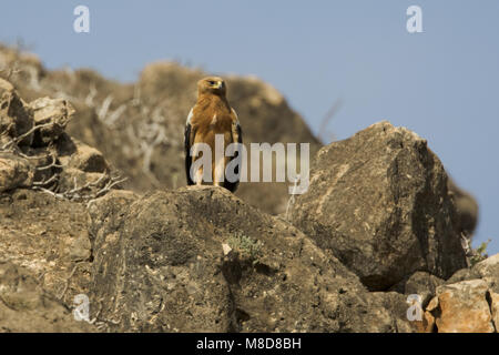 Onvolwassen Bastaardarend in zit; unreif Greater Spotted Eagle gehockt Stockfoto