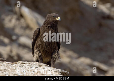 Onvolwassen Bastaardarend in zit; unreif Greater Spotted Eagle gehockt Stockfoto