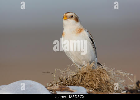 Schneeammer am Strand Stockfoto