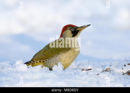 Vrouwtje Groene Specht in de sneeuw; weibliche Europäische Grünspecht im Schnee Stockfoto