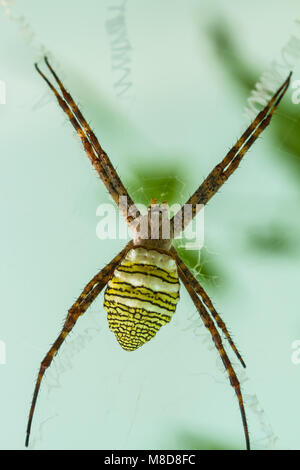 Große Spinne auf Web Stockfoto