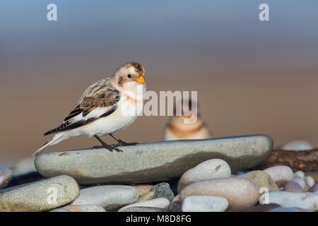 Schneeammer am Strand Stockfoto