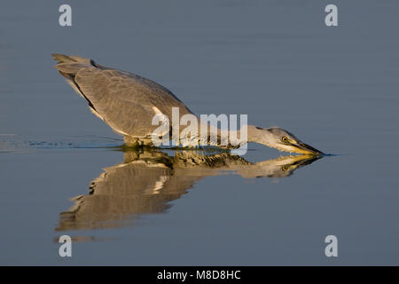 Blauwe Reiger foeragerend; Graureiher Nahrungssuche Stockfoto