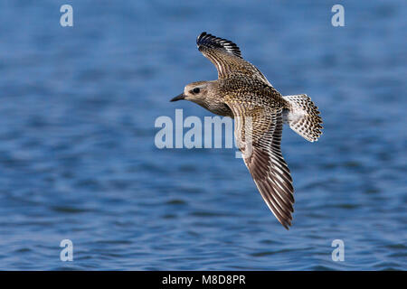 Juveniele Zilverplevier in de Vlucht; Juvenile Kiebitzregenpfeifer im Flug Stockfoto