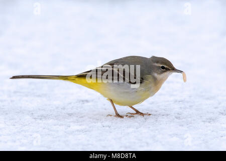 Grote Vögele Kwikstaart foeragerend im Winter; Gebirgsstelze Nahrungssuche im Winter Stockfoto