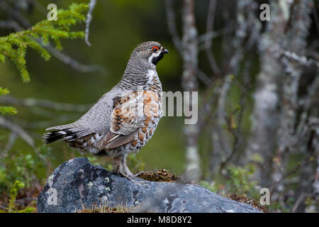 Hazelhoen mannetje zittend; Haselhuhn männlichen gehockt Stockfoto