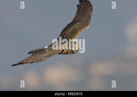 Vrouwtje Blauwe Kiekendief in de Vlucht; Weiblicher Kornweihe im Flug Stockfoto