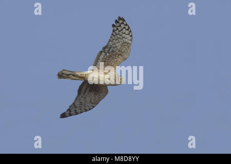 Kornweihe Weibchen fliegen; Blauwe Kiekendief vrouw Vliegend Stockfoto