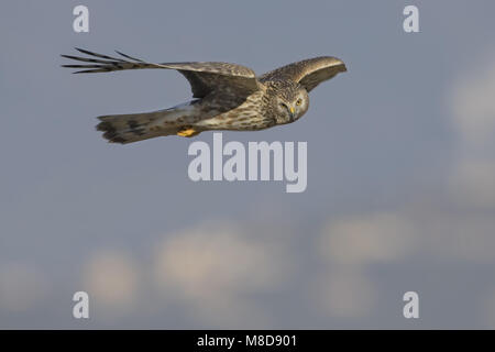 Kornweihe Weibchen fliegen; Blauwe Kiekendief vrouw Vliegend Stockfoto