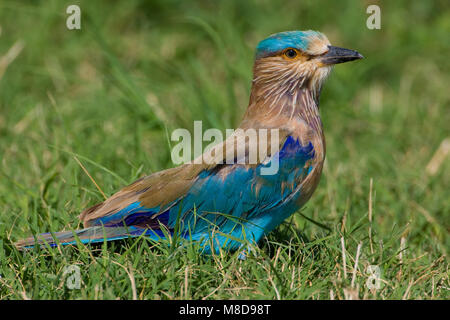 Indische Scharrelaar zittend in het Gras; Indische Roller im Gras sitzend Stockfoto