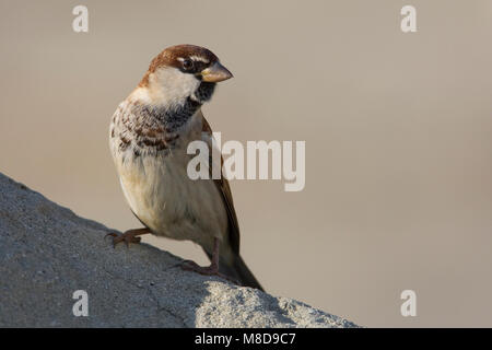 Mannetje Italiaanse Mus; Männlich Italienisch Sparrow Stockfoto