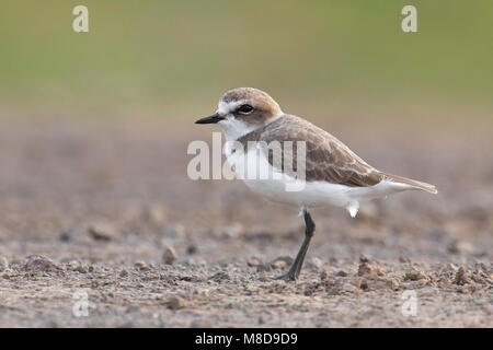 Juveniele Strandplevier, Juvenile Seeregenpfeifer Stockfoto