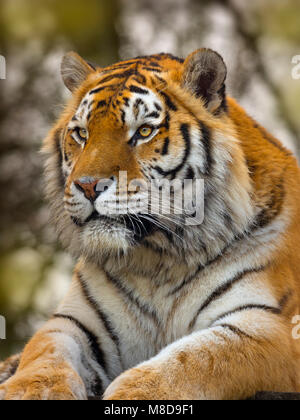 Sibirischer Tiger Panthera tigris tigris oder Amur Tiger Stockfoto