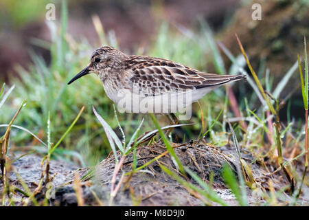 Kleinste Strandloper zittend; Mindestens Sandpiper gehockt Stockfoto