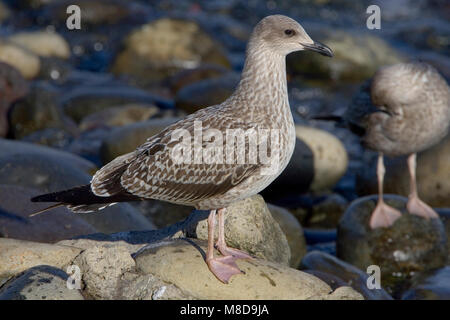 Kleine Mantelmeeuw Onvolwassen; Geringerem Black-backed Gull unreif Stockfoto