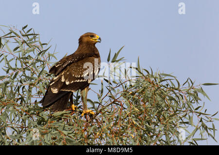 Juveniele Schreeuwarend zittend in Boom; juvenilen Schreiadler thront im Baum Stockfoto