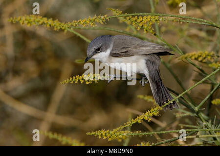 Lesser Whitethroat thront auf Niederlassung; Braamsluiper zittend op Tak Stockfoto