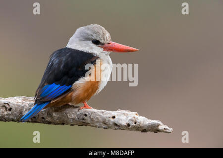 Grijskopijsvogel, graue Kingfisher Stockfoto