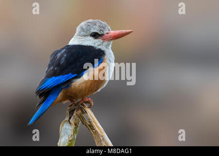 Grijskopijsvogel, graue Kingfisher Stockfoto