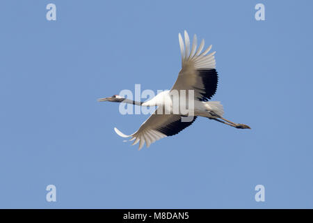 Chinesische Kraanvogel in Vlucht; rot-gekrönten Kranich im Flug Stockfoto