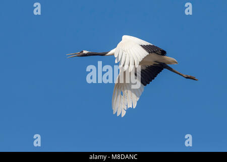 Chinesische Kraanvogel in Vlucht; rot-gekrönten Kranich im Flug Stockfoto