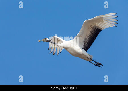 Chinesische Kraanvogel in Vlucht; rot-gekrönten Kranich im Flug Stockfoto