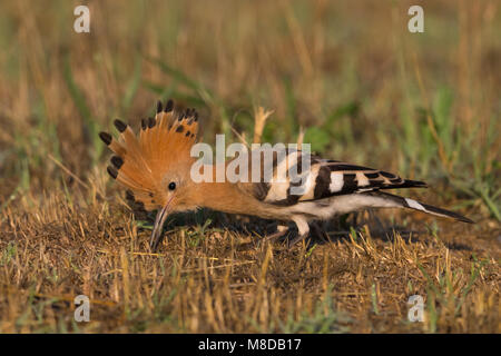 Hop foeragerend; Eurasischen Wiedehopf Nahrungssuche Stockfoto