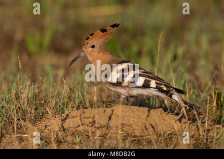 Hop foeragerend; Eurasischen Wiedehopf Nahrungssuche Stockfoto