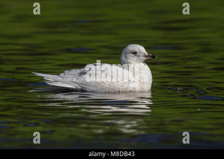 Kleine Burgemeester, Island Gull, Larus glaucoides Stockfoto