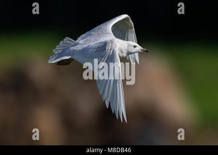 Kleine Burgemeester, Island Gull, Larus glaucoides Stockfoto