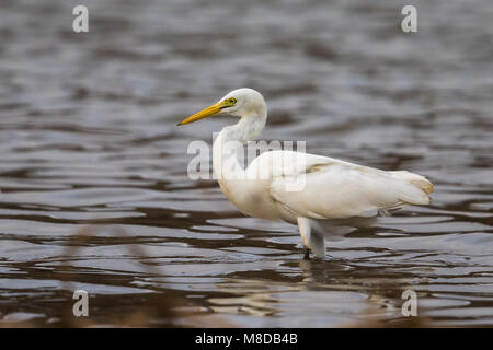 Middelste Zilverreiger, Mittelstufe Egret Stockfoto