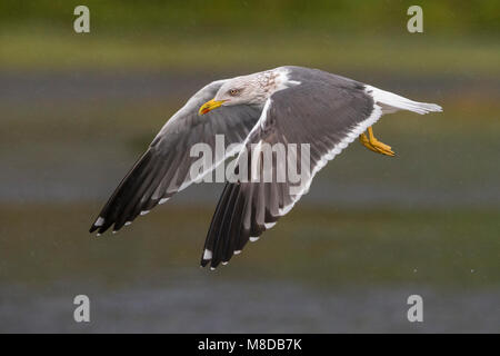 Kleine Mantelmeeuw; Heringsmöwe; Larus fuscus Stockfoto