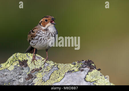 Dwerggors; wenig Bunting Stockfoto