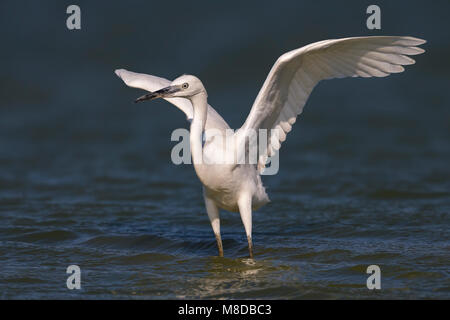 Kleine Zilverreiger, Seidenreiher, Egretta garzetta Stockfoto