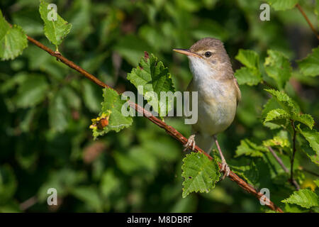 Bosrietzanger, Marsh Warbler Stockfoto