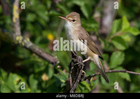 Bosrietzanger, Marsh Warbler Stockfoto