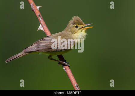 Orpheusspotvogel, melodische Warbler Stockfoto