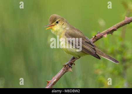 Orpheusspotvogel, melodische Warbler Stockfoto