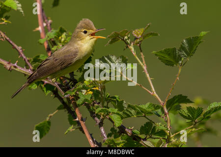 Orpheusspotvogel, melodische Warbler Stockfoto