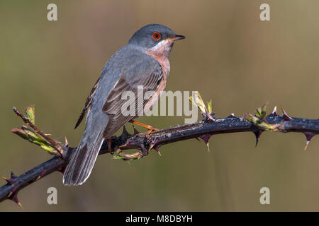 Der moltoni Baardgrasmus, Moltoni's Warbler Stockfoto