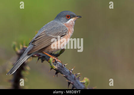 Der moltoni Baardgrasmus, Moltoni's Warbler Stockfoto