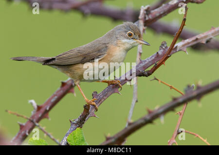 Der moltoni Baardgrasmus, Moltoni's Warbler Stockfoto