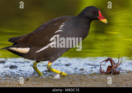 Waterhoen, gemeinsame Moorhuhn Stockfoto