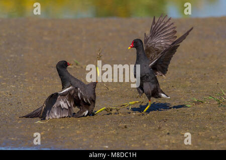 Waterhoen, gemeinsame Moorhuhn Stockfoto